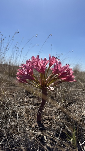 Ammocharis longifolia