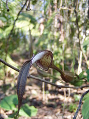 Aristolochia tonduzii