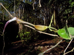 Aristolochia tonduzii