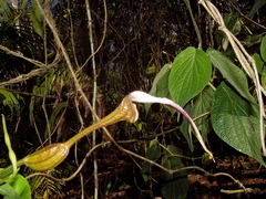 Aristolochia tonduzii
