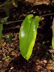 Aristolochia tonduzii