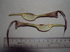 Aristolochia tonduzii