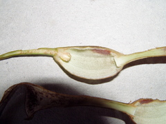 Aristolochia tonduzii