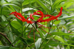 Gloriosa superba