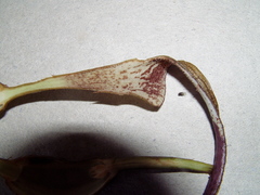 Aristolochia tonduzii