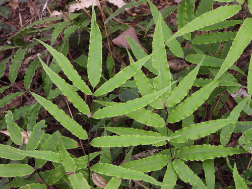 Pteris cretica