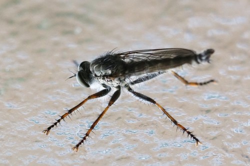 kite-tailed robberfly, Wageningen, Nederland, photo 4 of 10