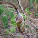 Aristolochia belizensis - Photo 由 Jan Meerman 所上傳的 (c) Jan Meerman，保留部份權利CC BY-NC