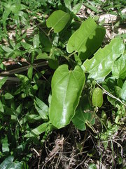 Aristolochia tonduzii
