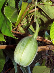 Aristolochia tonduzii