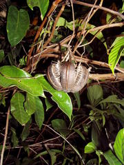 Aristolochia tonduzii