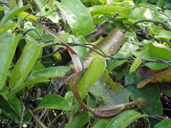 Aristolochia tonduzii
