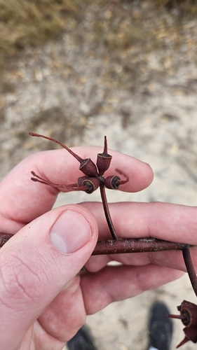 Image of Eucalyptus cornuta by no rights reserved