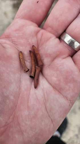 Image of Eucalyptus cornuta by no rights reserved