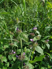 Clinopodium vulgare