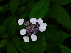 Hydrangea strigosa