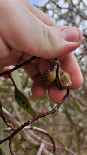 Image of Ridge-Fruited Mallee (Eucalyptus incrassata) by no rights reserved