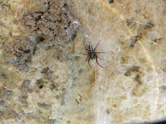 Nurscia albomaculata