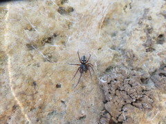 Nurscia albomaculata