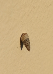 Cochlicella