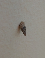 Cochlicella