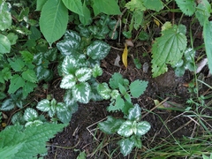 Lamium galeobdolon argentatum