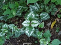 Lamium galeobdolon argentatum