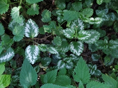 Lamium galeobdolon argentatum
