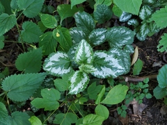 Lamium galeobdolon argentatum
