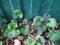Viola odorata