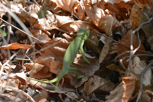 Chamaeleo gracilis gracilis
