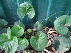 Viola odorata