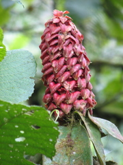 Costus lima