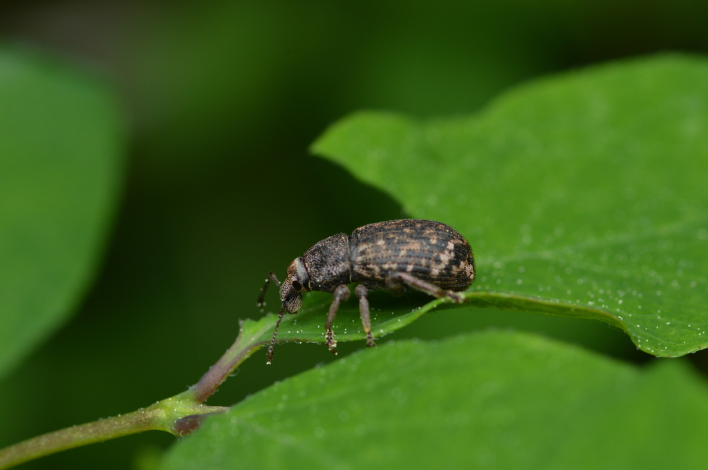 Dyslobus bakeri