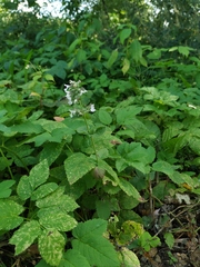 Nepeta cataria