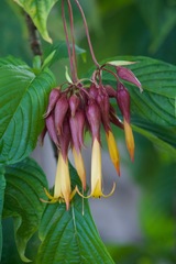 Deppea splendens
