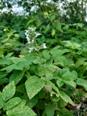 Nepeta cataria