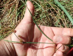 Juncus xiphioides