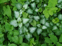 Lamium galeobdolon argentatum