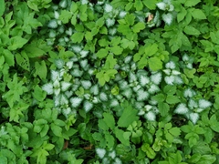 Lamium galeobdolon argentatum
