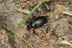 Carabus taedatus