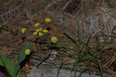 Lomatium triternatum brevifolium
