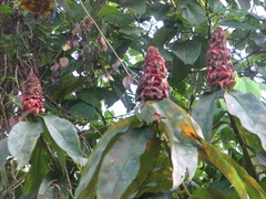 Costus lima