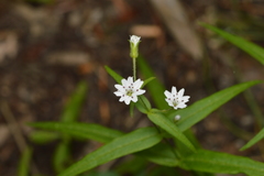 Pseudostellaria