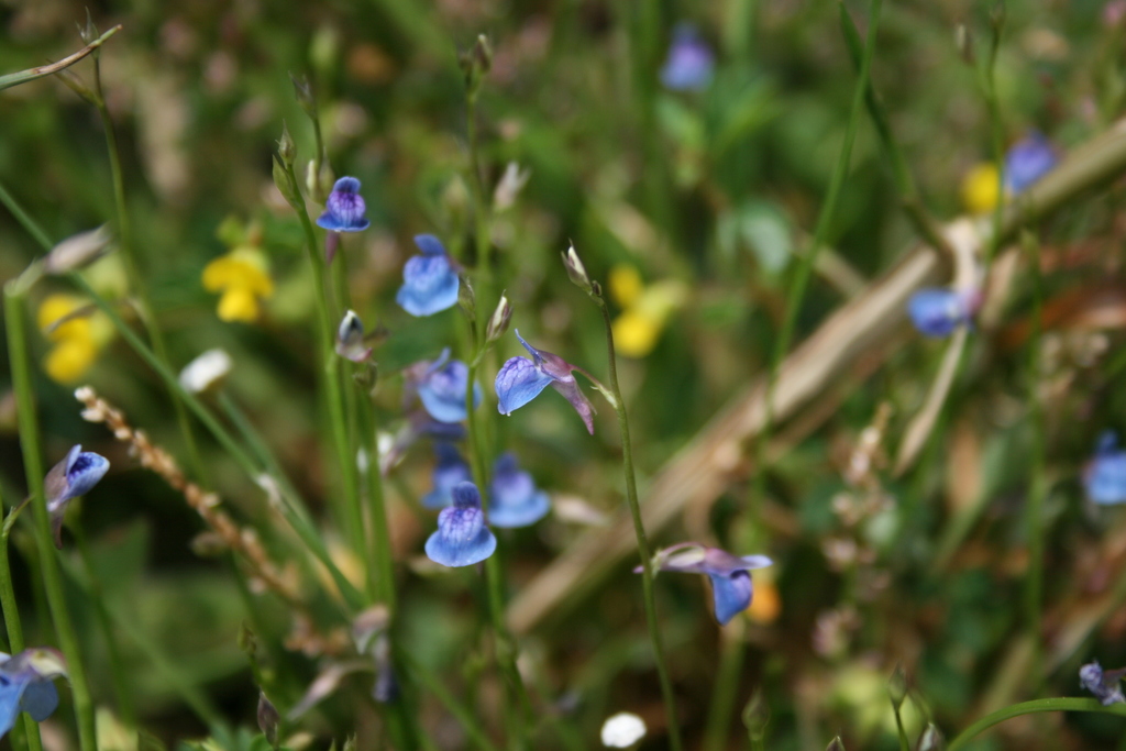 Utriculaire gazonnante (Utricularia graminifolia)