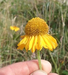 Helenium bigelovii