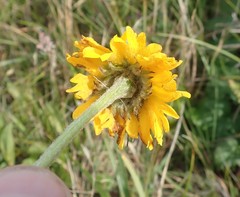 Helenium bigelovii