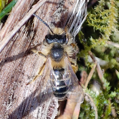 Yellow-legged Mining Bee, 9717 AC Groningen, Netherlands, photo 7 of 10
