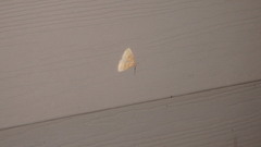 Chytolita morbidalis