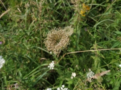 Daucus carota